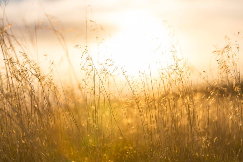 beautiful rural landscape meadow at sunrise