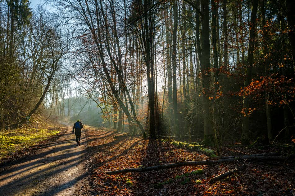 Person walking along a forest path in soft morning light, symbolizing a return to a meaningful journey.