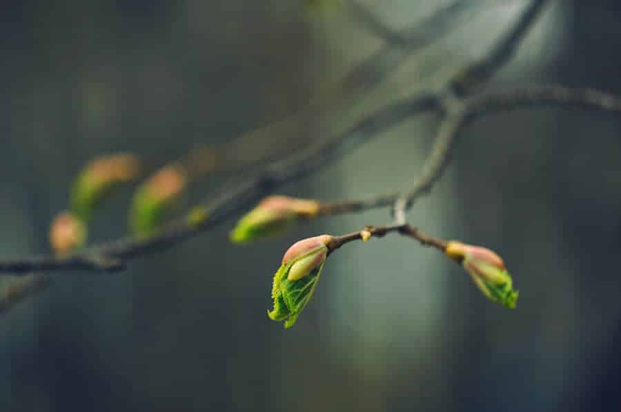 Small buds forming on a tree branch in soft light, symbolizing early growth and gentle renewal