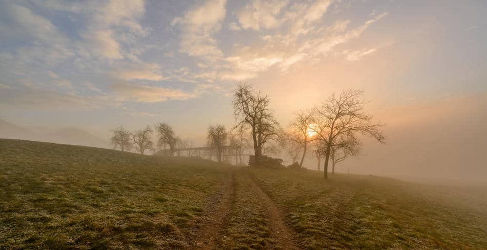 Foggy countryside path at sunrise with soft morning light emerging through mist