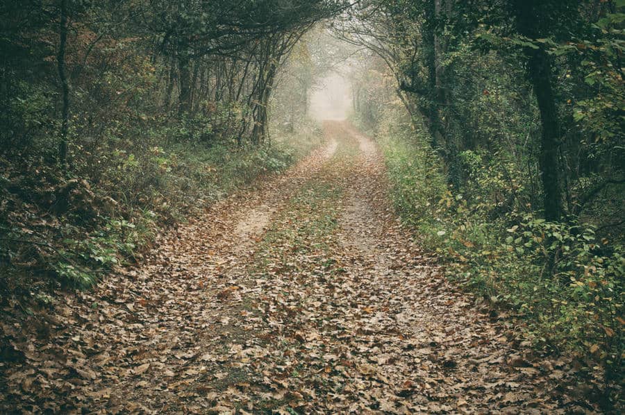 A quiet forest path covered in leaves with soft light ahead, suggesting reflection and life unfolding over time