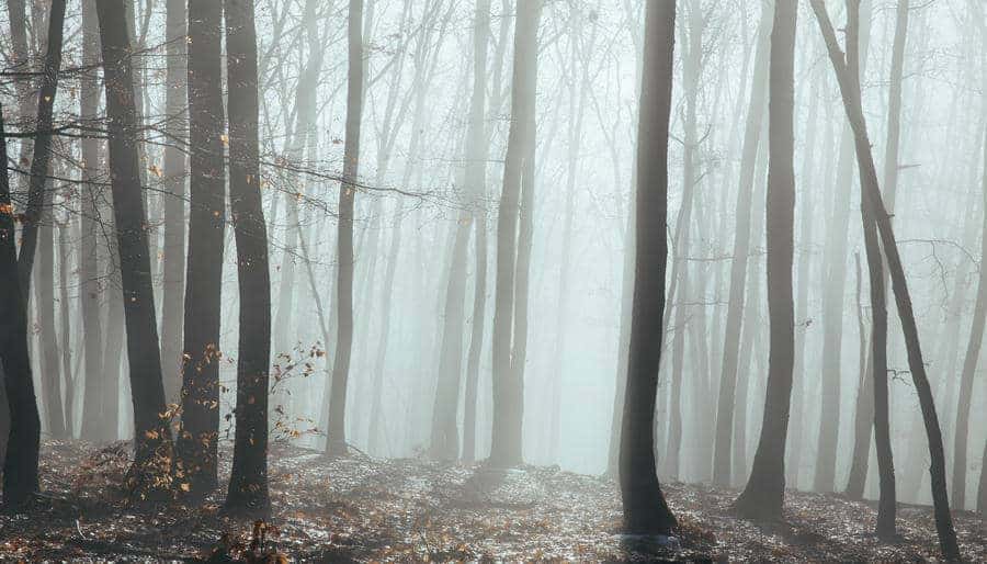 Foggy forest with no clear path symbolizing lack of clarity and difficulty focusing