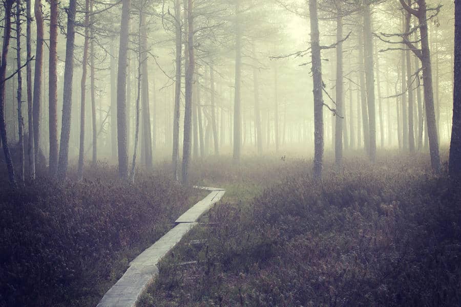 Foggy forest path fading into soft light, symbolizing unclear perception and limiting beliefs
