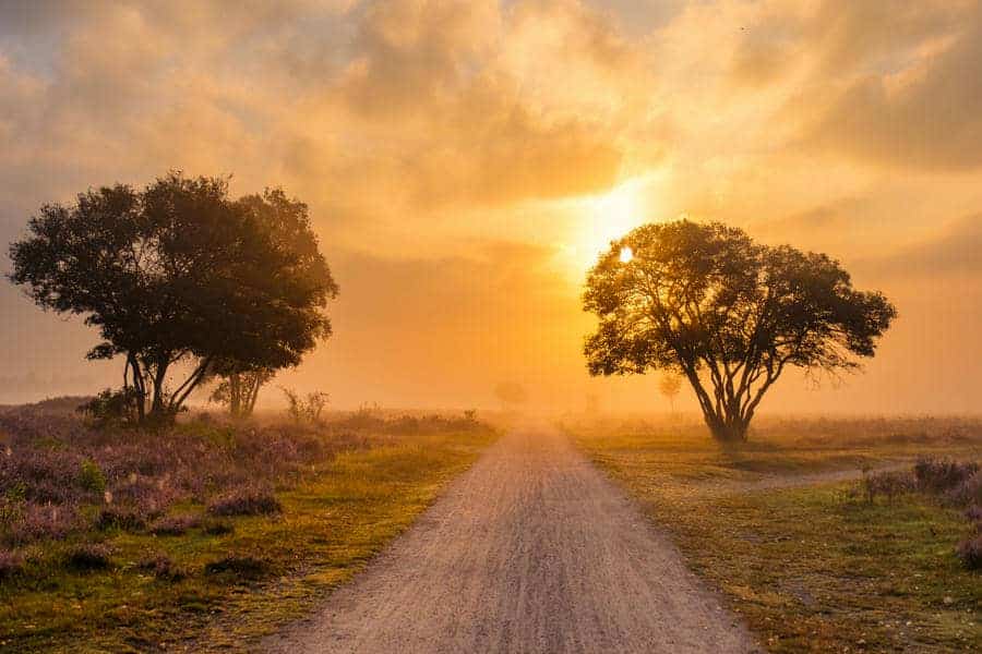 Sunlit path leading forward between trees at sunrise, symbolizing new direction and change