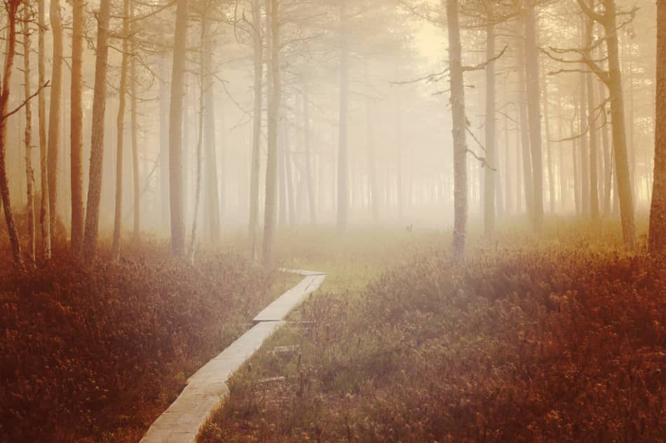 Wooden path disappearing into a misty forest, symbolizing the quiet journey of self-awareness, understanding, and personal growth.