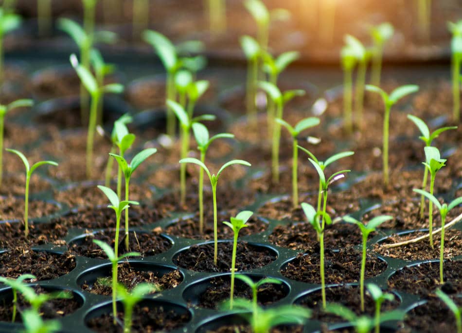 Young seedlings growing in trays symbolizing gradual progress, consistency, and identity-based habits