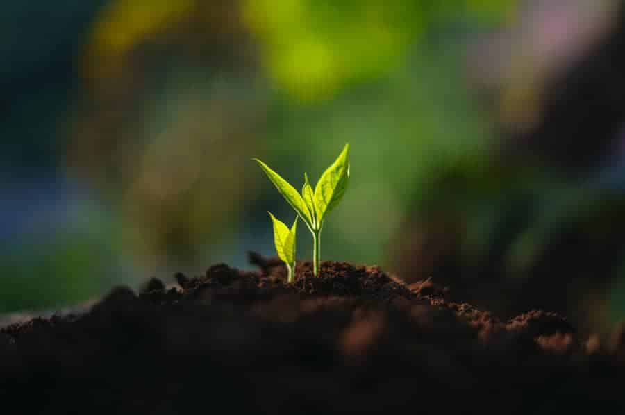 A small green sprout emerging from soil in soft natural light, representing quiet growth and renewal