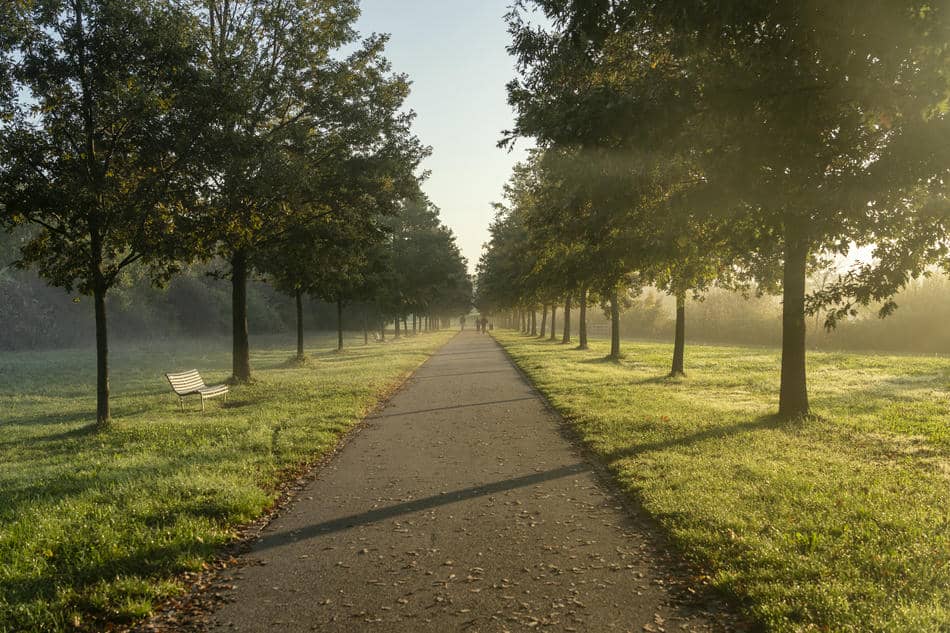 A peaceful tree-lined path stretching into the distance in the soft light of morning.